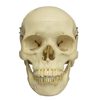 Real Human Skull with Carrying Case