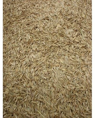 5LBS Creeping Red Fescue(Festuca Rubra) Fully Tested, Fast Germination