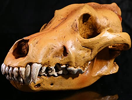 Jili Online Resin Wolf Skull Replica Head Model Figurine Collection Bar Tabletop Decor