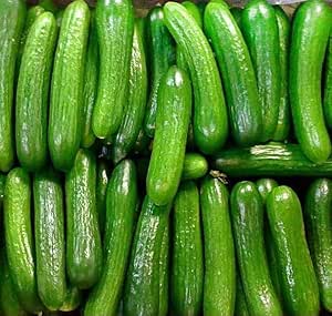 US Grown! 40  Persian Beit Alpha (a.k.a. Lebanese) Cucumber Seeds Heirloom Non-GMO Burpless Sweet Non-Bitter and Acid Free, Crispy and Sweet, Fragrant and Delicious, Cucumis sativus, Grown in USA!