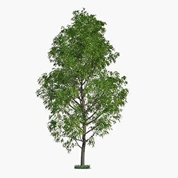 10 Fast Growing Trees - 10 Hybrid Poplar Tree Cuttings - Fast Growing Shade or Privacy Trees - Very Attractive and Good for The Enviornment