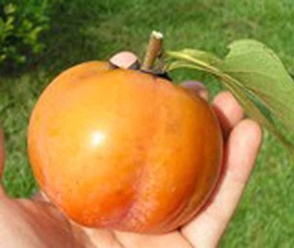 *SOFT BALL SIZE!* GIANT PERSIMMON *4 seeds*RARE* #1033