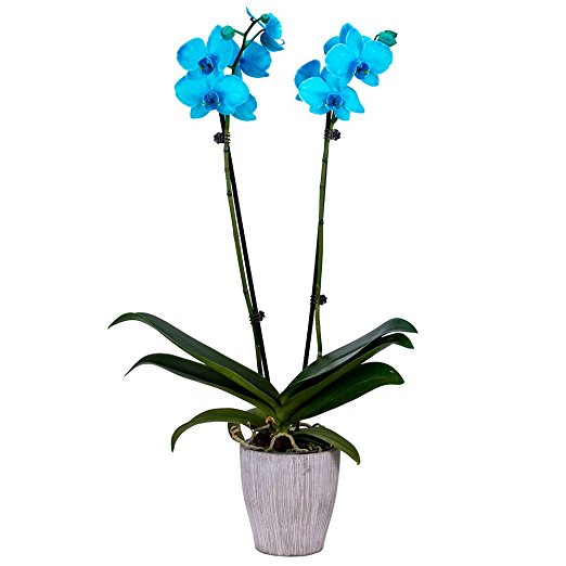DecoBlooms Live Aqua Orchid, 5 inch Blooms