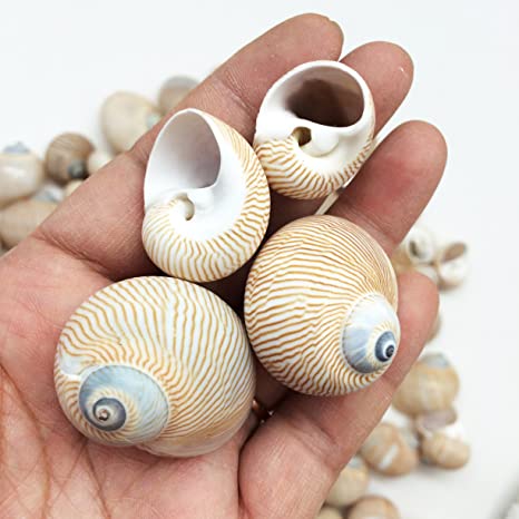 PEPPERLONELY 25 PC Nautica Lineata Sea Shells, 3/4 Inch ~ 1-1/2 Inch