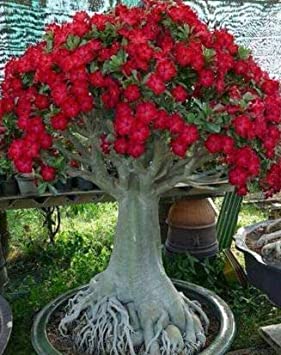 Caudex Bonsai - Desert Rose, small size Adenium Obesum - one year bare Rooted plant - new hybrid, new arrival, very-rare, limited quantities!! new-new-new!!!