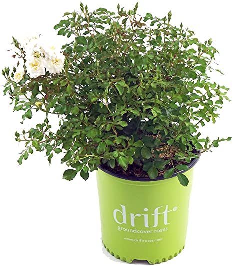 Drift Roses - Rosa White Drift   (Rose) Rose, double white flowers, #2 - Size Container