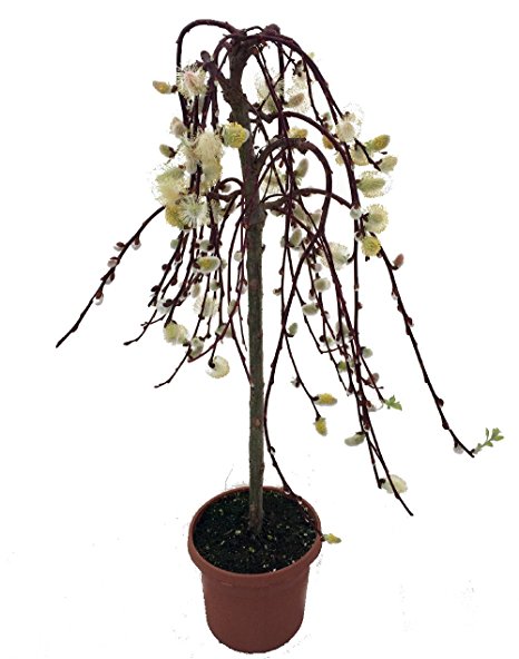 Tree of Enchantment Mini Weeping Pussy Willow Tree - Bonsai or Outdoors-6" Pot