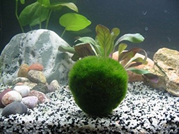 Roodle 1 Giant ~2-Inch Living Marimo Moss Ball Bundle with 1 Nano Ball