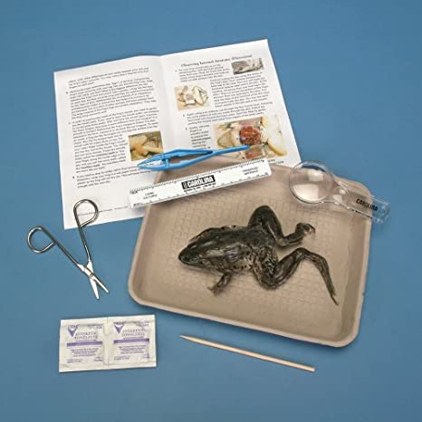 Young Scientists Frog Dissection Kit