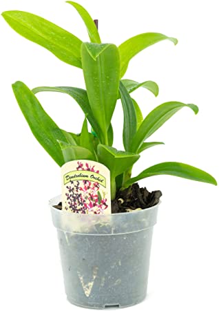 1 Live Orchid Plant | Dendrobium Orchid | Real Houseplant in Potting Soil Mix with Orchid Pot | Orchids | Flowering Plants | Decorative Flowers Orchid Mix | by Plants for Pets, Green