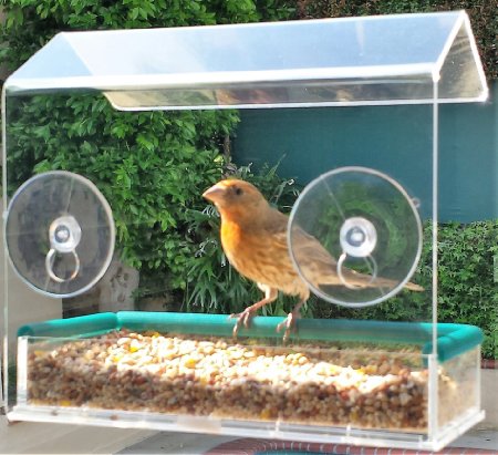 Window Bird Feeder House, Premium Crystal Clear Acrylic, Powerful Suction Cups, Removable Tray, Easy Refill, Large See-Through Platform Brings Wild Birds Close, Squirrel Resistant, Great Gift!