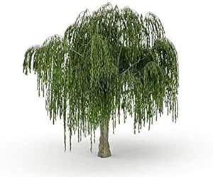 Two Dwarf Weeping Willow Tree Cuttings - Burning Bush Weeping Willow - Unique and Small Indoor/Outdoor Tree Shrub Plant - Excellent Bonsai Tree - Ships Bare Root, No Pot or Soil