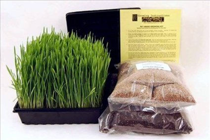 Organic Dog and Cat Wheatgrass Growing Kit for Pet - Dogs Cats and Pets Love To Eat Wheat Grass for Better Health