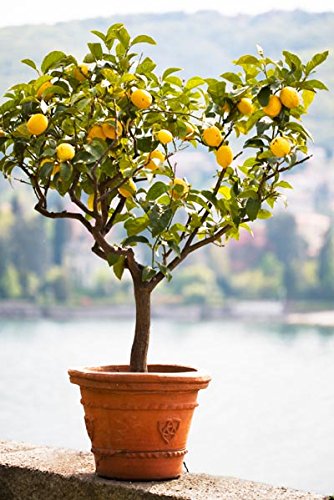 Brighter Blooms Improved Meyer Lemon Tree, up to 5 ft. tall, Get Fruit 1st Year, Dwarf Fruit Tree with Sweet Lemons, Indoor/Outdoor Live Potted Citrus Tree