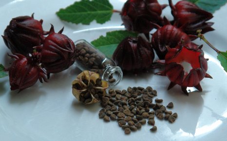 Red Roselle (Hibiscus Sabdariffa) Jamacian Sorrel - 50  Rare Organic Heirloom Seeds in a Glass Vial with Silica Beads and Organic Cotton For Excellent Long Term Storage