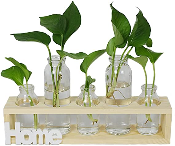 Air Plant Terrariums Propogation Station with Solid Wood Stand,Tabletop Glass Vase Hydroponics Plant Holder for Home Office Decoration(Home)