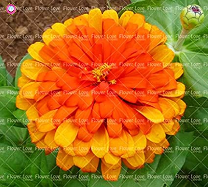 100 Pcs Garden Seeds Zinnia Seeds Multicolor Chrysanthemum Seeds Beautiful Flower Seeds Ornamental Seeds Easy Grow: 1