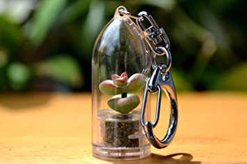 Baby's Necklace Succulent Terrarium Keychain Accessory