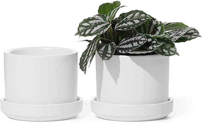 Succulent Planter - POTEY 3.5 Inch Small Cylinder Ceramic Plant Pots with Drainage Holes and Trays for House Plant, Modern Home Decor - 800, White, Set of 2