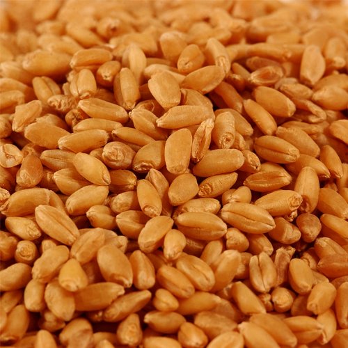 Wheatgrass Seeds ► Certified Organic Wheat Seeds (400  seeds) ◄ by PowerGrow Systems