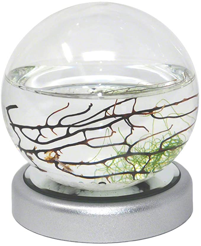 "EcoSphere Closed Aquatic Ecosystem, Sphere with LED Base