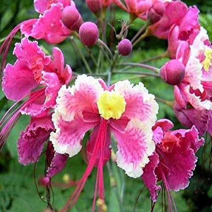 PINK BIRD OF PARADISE CAESALPINIA PULCHERRIMA 50 seeds