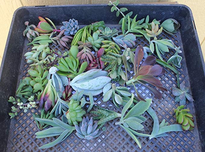 FIFTY ONE (35 varieties) Succulent CUTTINGS great for Vertical Gardens & wreaths & topiaries
