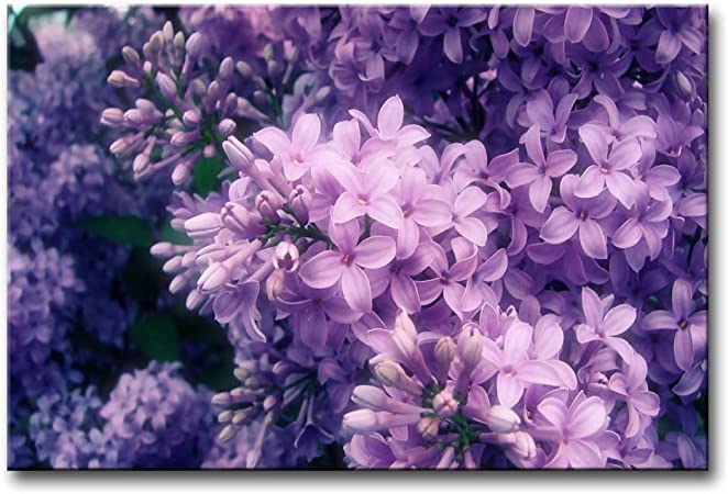 So Crazy Art- Lilac Wall Art Decor Blooming Purple Flowers Canvas Pictures Artwork 24x36inch Plant Painting Prints for Home Living Dining Room Kitchen