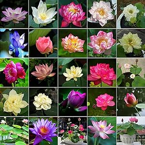 10pcs Bowl Lotus Seeds for Planting - Bonsai Lotus Seeds, Water Lily Flower, Aquatic Plants, Ideal for Ponds, Non-GMO Home Garden Plant Seeds, Flowering Aquatic Bonsai