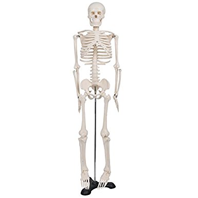 ZENY Mini Size 33.5" Advanced Medical Human Anatomical Skeleton Model   Stand   Bone Number Kit