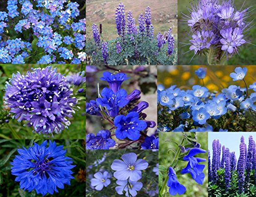 Bamboo Cove Farm Seeds Annuals & Perennials "Best of the Blues" Wildflower Seeds With a FREE Wildflower gift, 1000 seeds