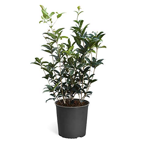 Fragrant Tea Olive Plants - Osmanthus Fragrans - The Most Fragrant Blooms! - 3 Gallon