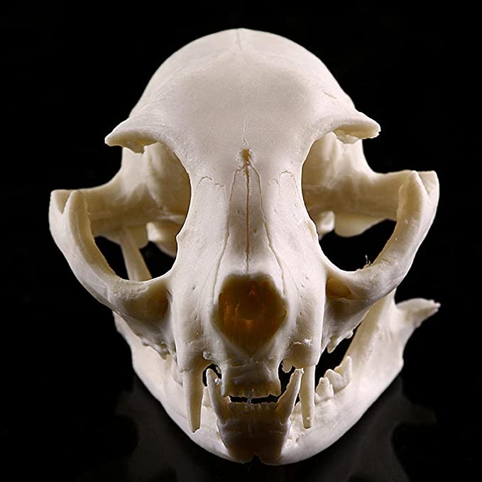 Homyl Realistic Lifelike Cat Skull Replica Lab Teaching Skeleton Model Collectibles Props