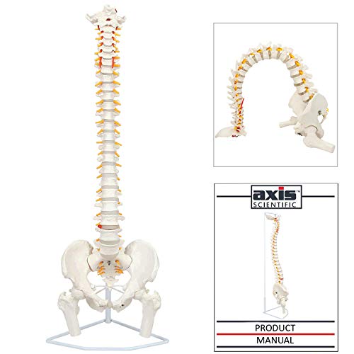 Axis Scientific Ultra Flexible Spine Model, 31" Life Size Spinal Cord is Flexible with Removable Femur Heads - Includes Stand for Display, Detailed Study Guide, and Worry Free 3 Year Warranty