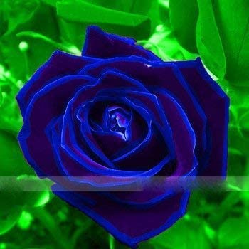 Zennixplus Purple Blue Rose Big Flowering Plants Strong Fragrant Dazzling Garden Flower…