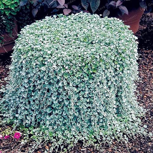 Unknown Kucus Dichondra Repens Silver Falls Emerald Falls Ground Cover Seed in Hanging Baskets Very Creative Beautiful Potted Plants 100Pcs Color 1