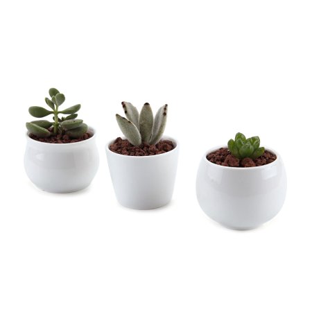 T4U 2.5/2.75/2.75 Inch Ceramic White Collection NO.31 Sucuulent Plant Pot/Cactus Plant Pot Flower Pot/Container/Planter Package 1 Pack of 3