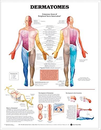 Dermatomes by Anatomical Chart Company (1996-01-01)