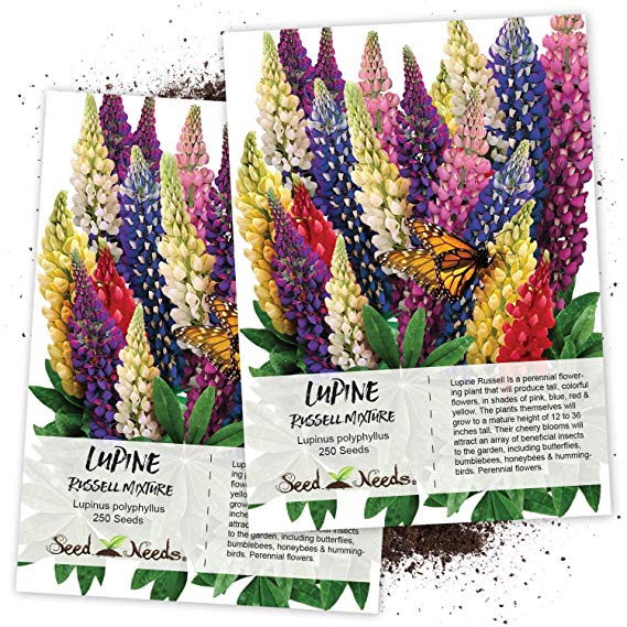 Seed Needs, Lupine Russell Mixture (Lupinus polyphyllus) Twin Pack of 250 Seeds Each