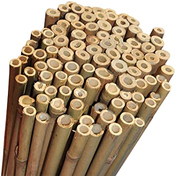 2FT 3FT 4FT 5FT 6FT Bamboo Garden Canes Strong Thick Quality Support Green Canes (Natural, 3FT X 50)