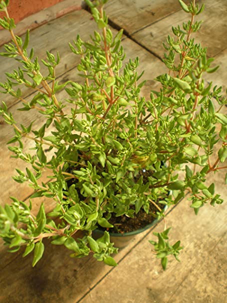PREMIER SEEDS DIRECT - HERB - Thyme - Thymus VULGARIS - 2 Gm Approx 7000 Seeds