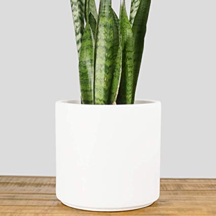 Indoor Flower Pot | Large Modern Planter, Terracotta Ceramic Plant Pot - Plant Container Great for Plant Stands (6.5 inch, White)