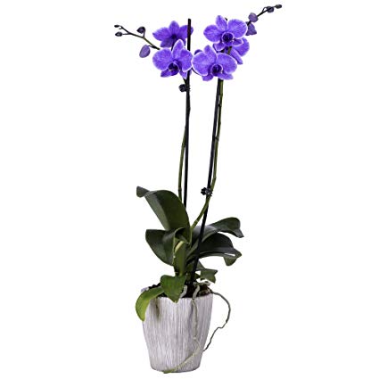 DecoBlooms Live Purple Orchid, 5 inch Blooms