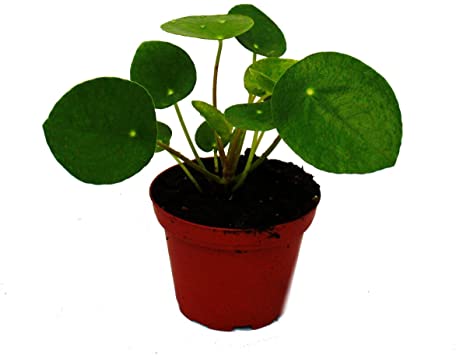 Mini - Pilea peperomioides - Chinese Money Tree - Belly Button Plant in 5.5cm Pot