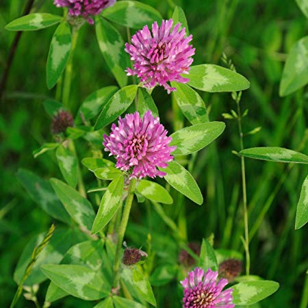Outsidepride Red Clover Seed: Nitro-Coated, Inoculated - 10 LBS