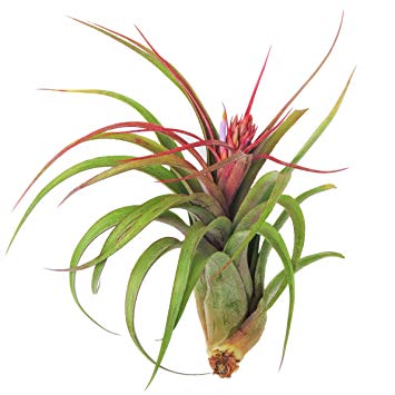Large Air Plants - Big Streptophylla Air Plants - Nice 5 to 7 inch air plant - Color & Form Varies by Season - 30 Day Guarantee - Fast Shipping - Free air plant care ebook with order