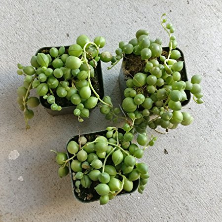 String Of Pearls Plants Senecio Rowleyanu Succulents (1 plant) (2 inch)