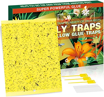 Fruit Fly Traps (30 Pack) - Dual-Sided Yellow Sticky Traps for Indoor / Outdoor Use - Gnat Sticky Traps for Fungus Gnats, Aphids, Whiteflies, Thrips - 8x6 Inch, With Twist Ties and Plastic Holders