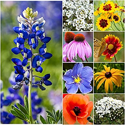 Bulk Package of 30,000 Seeds, Texas / Oklahoma Wildflower Mixture (100% Pure Live Seed) Non-GMO Seeds by Seed Needs …