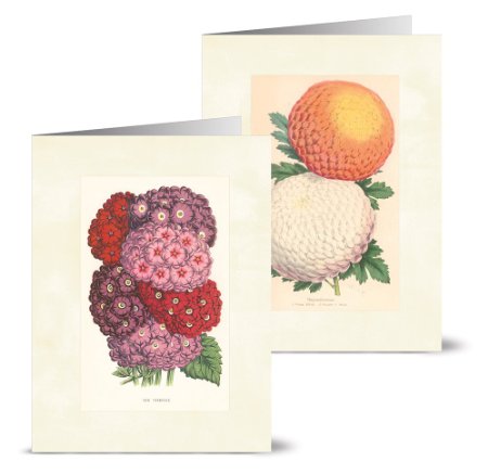 Vintage Flowers - 36 Note Cards for $12.99 - 12 Designs - Blank Cards - Off-White Ivory Envelopes Included